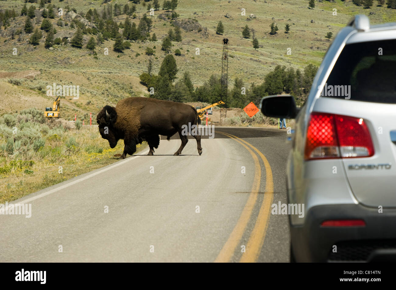 Ein Bison überquert die Straße am Tower Roosevelt Bereich im Yellowstone National Park in Wyoming USA Stockfoto