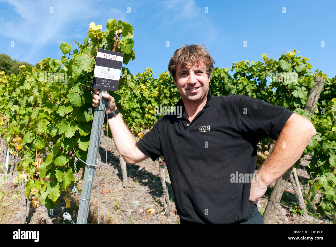 Herr Hain der Winzer in seinem Weinberg in Piesport Mosel Tal Wein Region Deutschlands Stockfoto