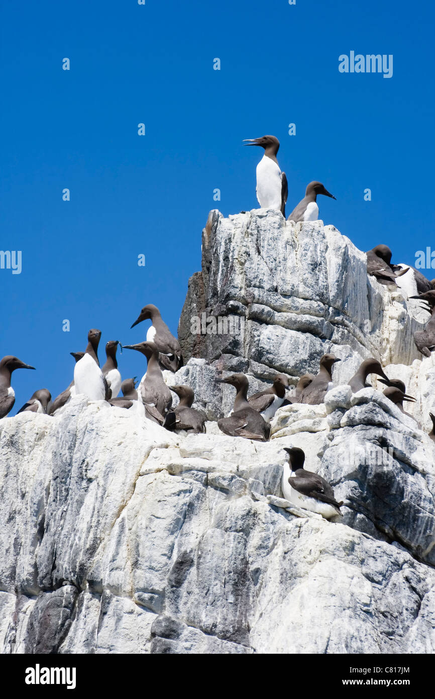 Kolonie von gemeinsamen Trottellummen oder gemeinsame wärmeren auf den Farne Islands Küste von Northumberland, England. Stockfoto