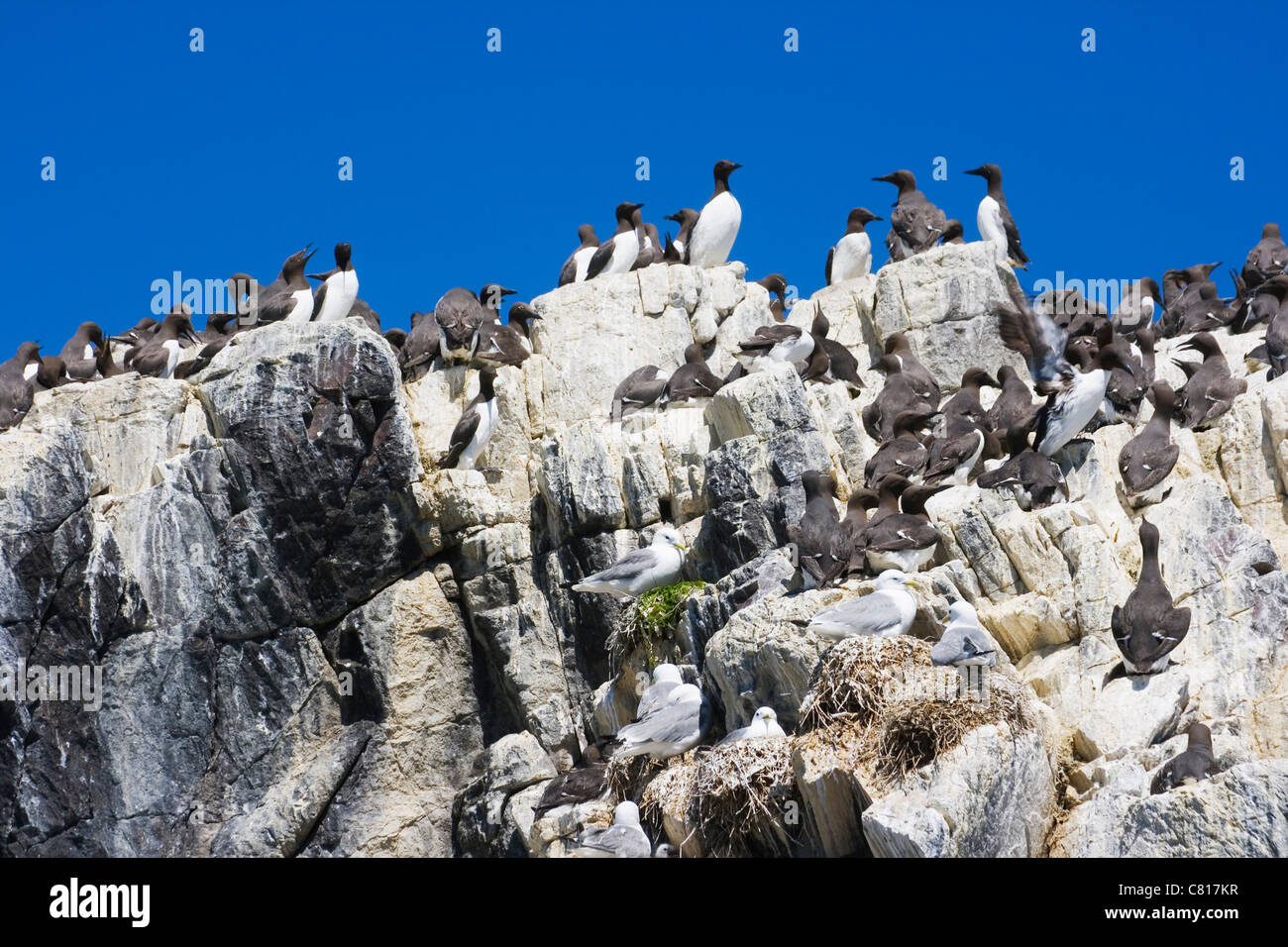 Kolonie von gemeinsamen Trottellummen oder gemeinsame wärmeren auf den Farne Islands Küste von Northumberland, England. Stockfoto