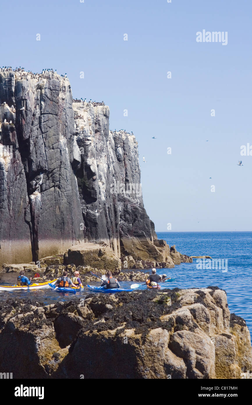 Kanuten Vogelbeobachtung am inneren Farne, Farne Islands Küste von Northumberland, England. Stockfoto