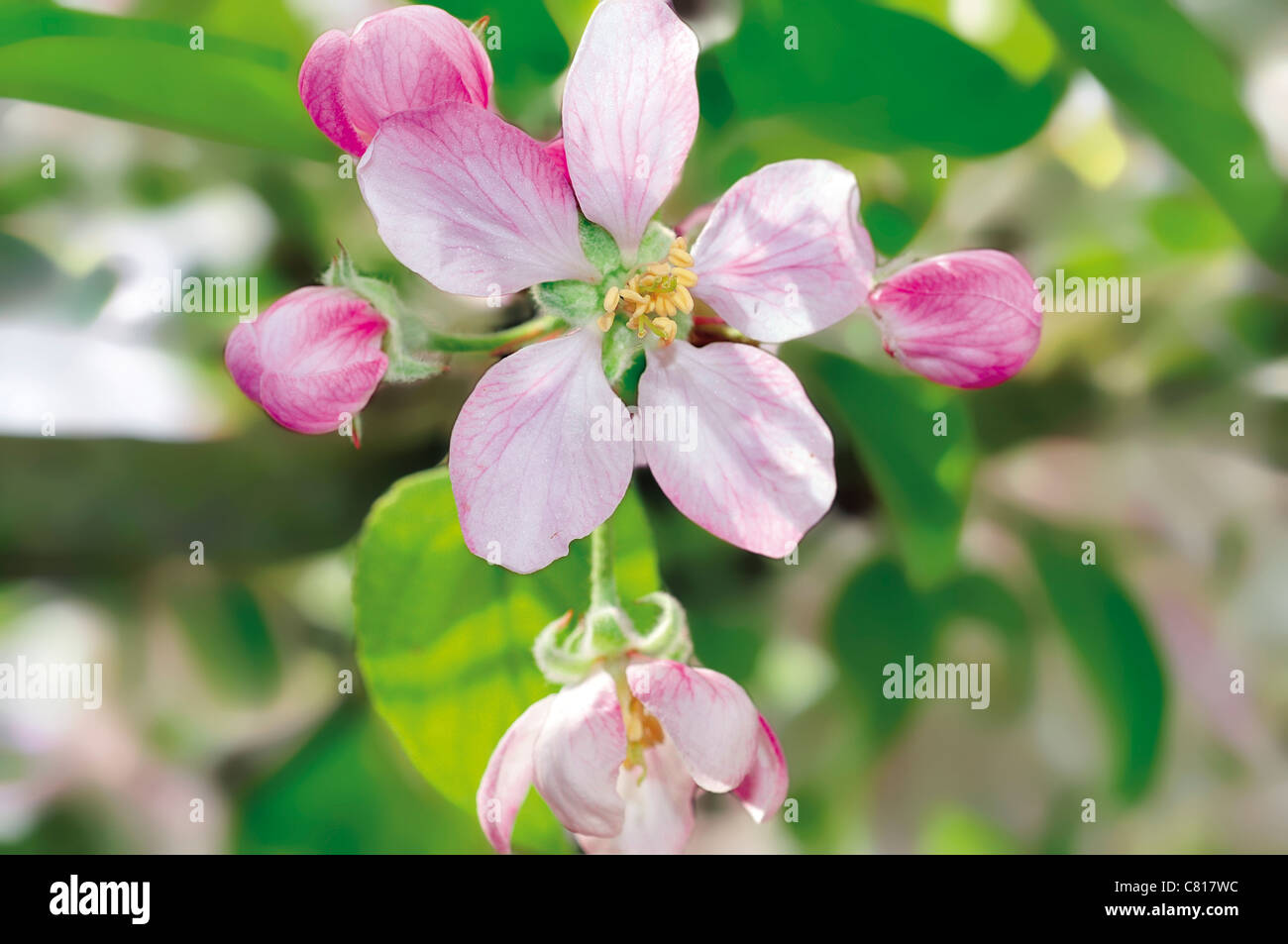 Portugal, Alentejo: Apfelbaum in Blüte in den ländlichen Tourismus Estate Monte Saraz in der Nähe von Monsaraz Stockfoto