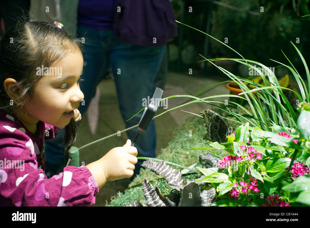 Kinder beobachten Schmetterlinge Stockfoto