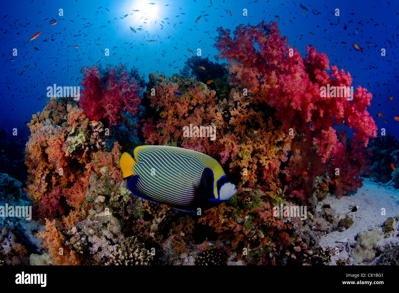 Fisch in bunte Korallenriff Fisches Meer unter Wasser, Ras Mohammed, Ägypten, Nationalpark, tropischen Riff, Blauwasser, Sonnenstrahlen Stockfoto