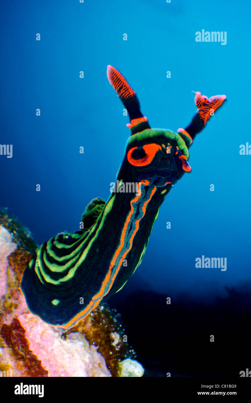 Korallenriff-Tiere in Indonesien, Unterwasser, marine Leben, Leben im Meer, Nacktschnecken, bunt, Farbe, blaues Wasser, klares Wasser, Meer Stockfoto