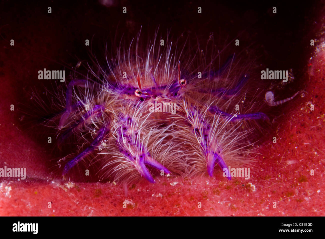 Korallenriff-Tiere in Indonesien, Unterwasser, hocken Hummer in einem Fass-Schwamm, bunt, Farbe, tropischen Riff, Tauchen, Stockfoto