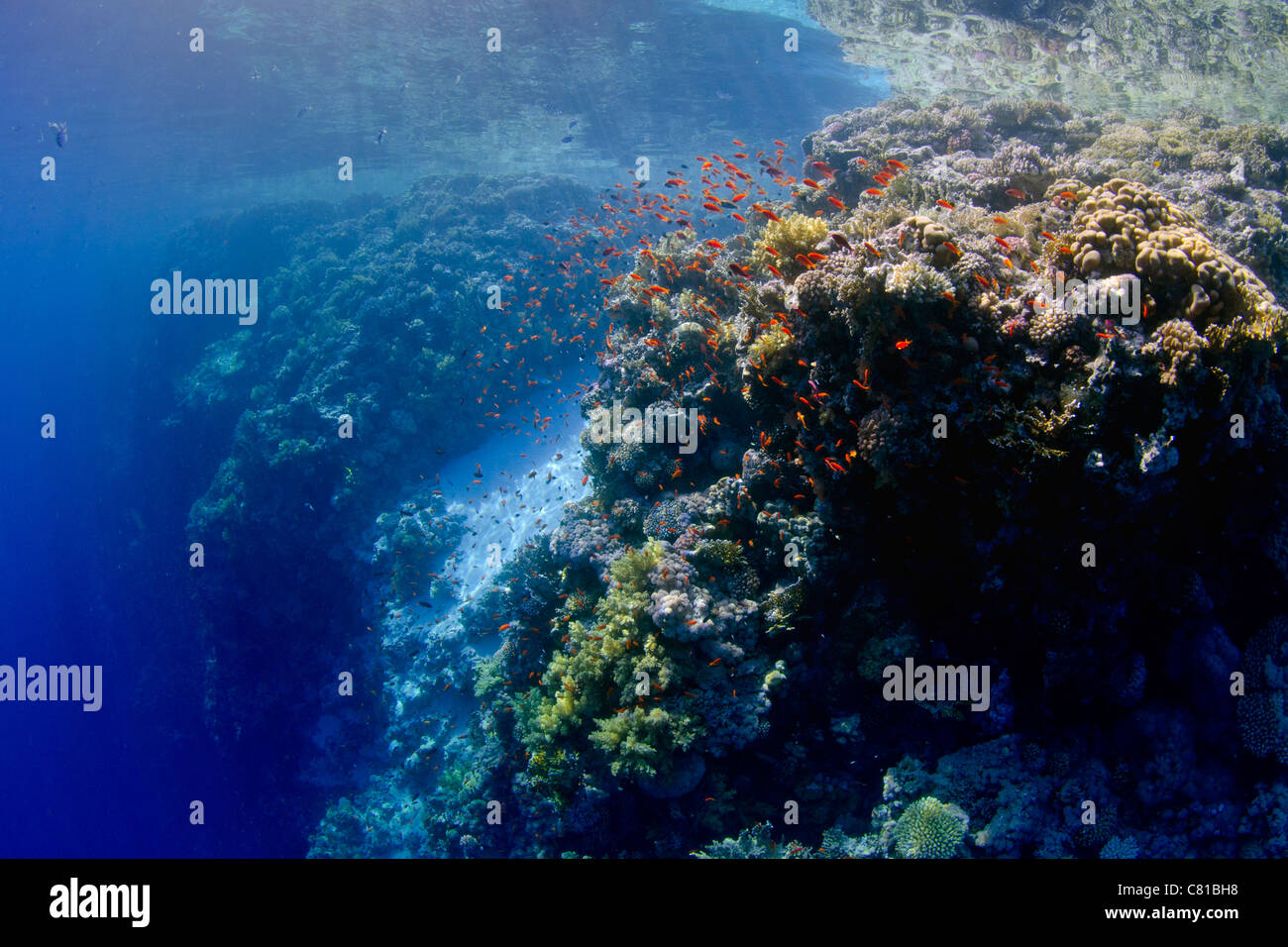 Korallenriff im Roten Meer, Ägypten, Flachwasser, blauen Wasser, klares Wasser, tropischen Riff, Schule der Fische, Anthias, Ozean, Meer Stockfoto