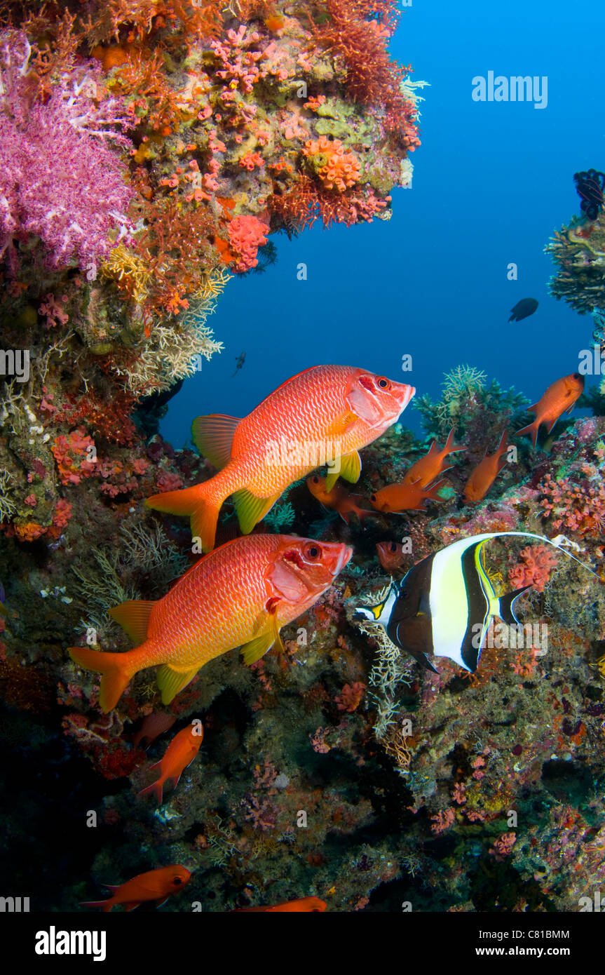 Malediven, Unterwasser Meerestiere und Fisch, Soldat Fisch, blaues Wasser, klare Farbe, Scuba, Ozean, Meer, Wasser, bunten, tropischen Riff Stockfoto