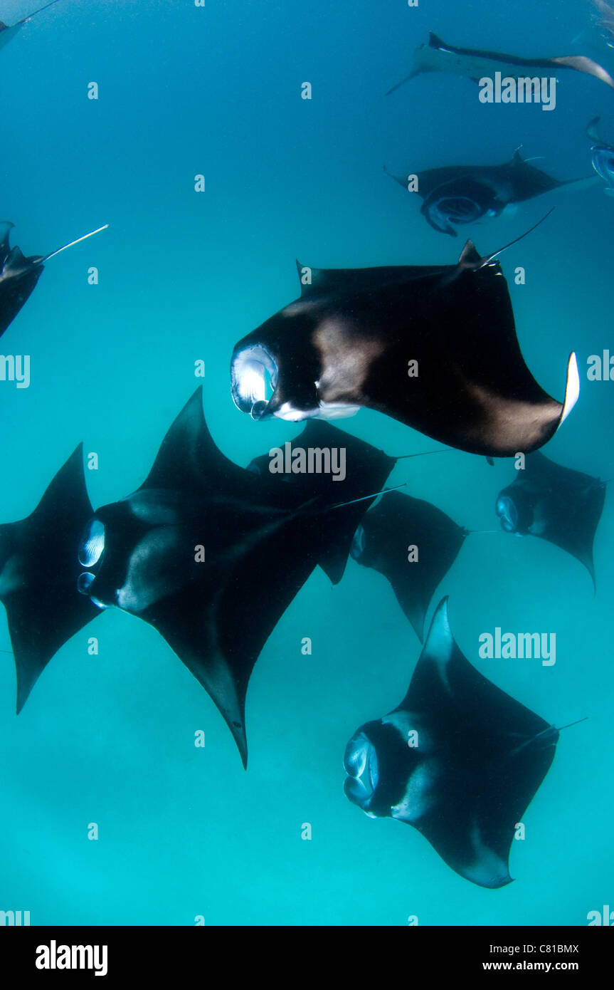 Manta-Rochen in Malediven, Unterwasser, Mantarochen, groß, groß ...