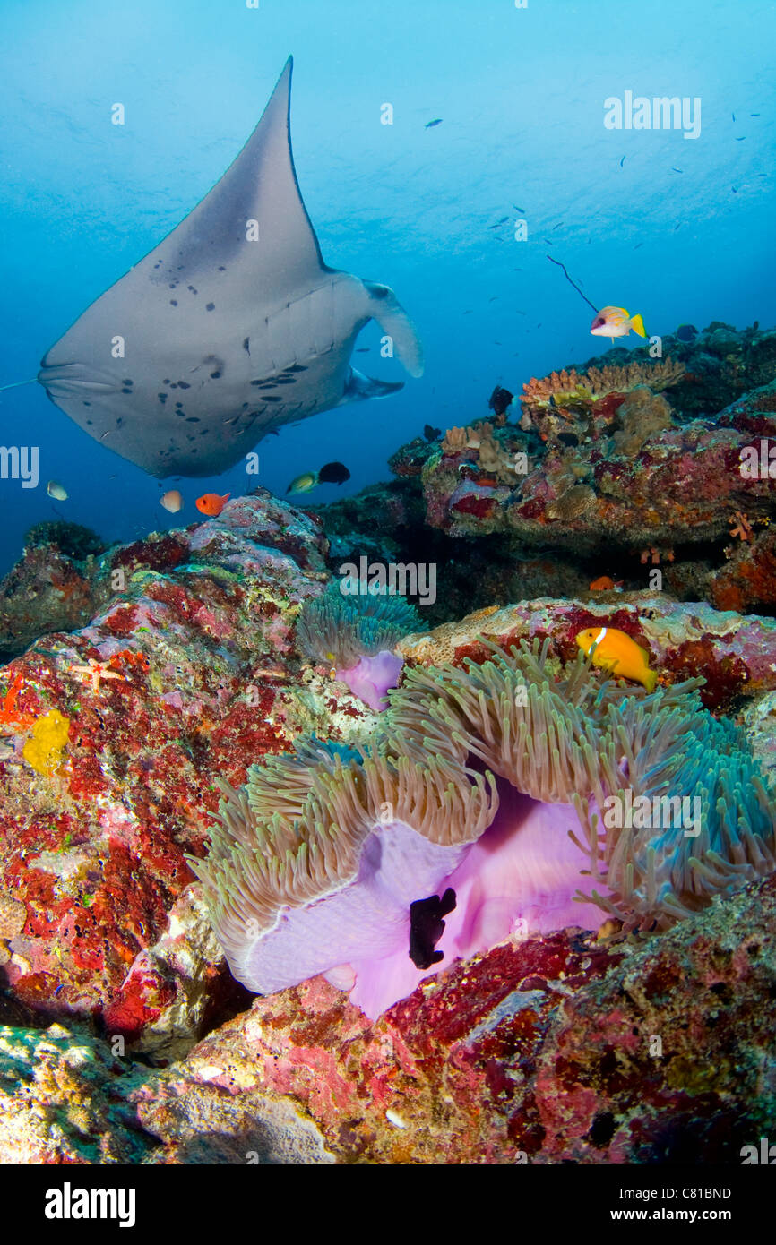 Manta-Rochen auf den Malediven, Unterwasser, Meerestiere, Korallenriff, tropischen Riff, Anemone, Anemonenfisch, blaues Wasser, bunte, Tauchen, Meer Stockfoto