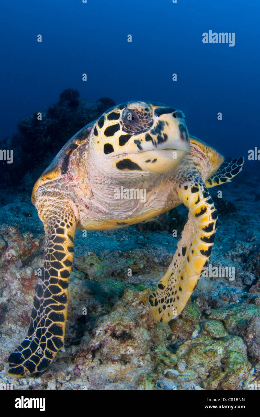 Malediven, Unterwasser Meerestiere, Schildkröte, Korallenriff, tropischen Riff, Ozean, Meer, Tauchen, Tauchen, blaues Wasser, Tiefe, bunt, Farbe Stockfoto