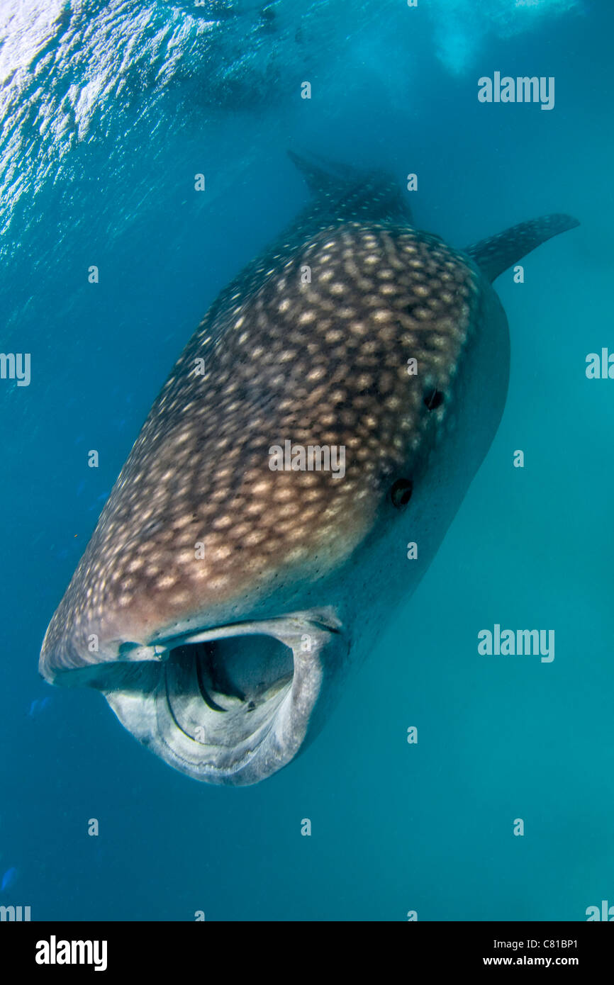 Walhai auf den Malediven, Hai, offenem Mund, Flachwasser, blaues Wasser, klare Wasser, Schnorcheln, Ozean, Meer, Tauchen, Hanifaru Stockfoto
