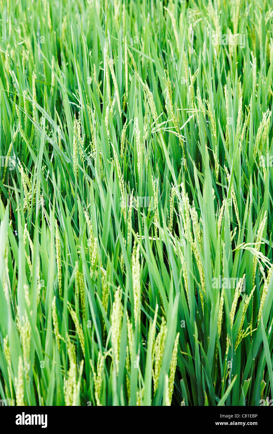 Porträt hoch üppig grüner Reis Rasen Kerala Indien Reisfeld vertikale Crop Raum Ernte Raum Textur Hintergrund Stockfoto