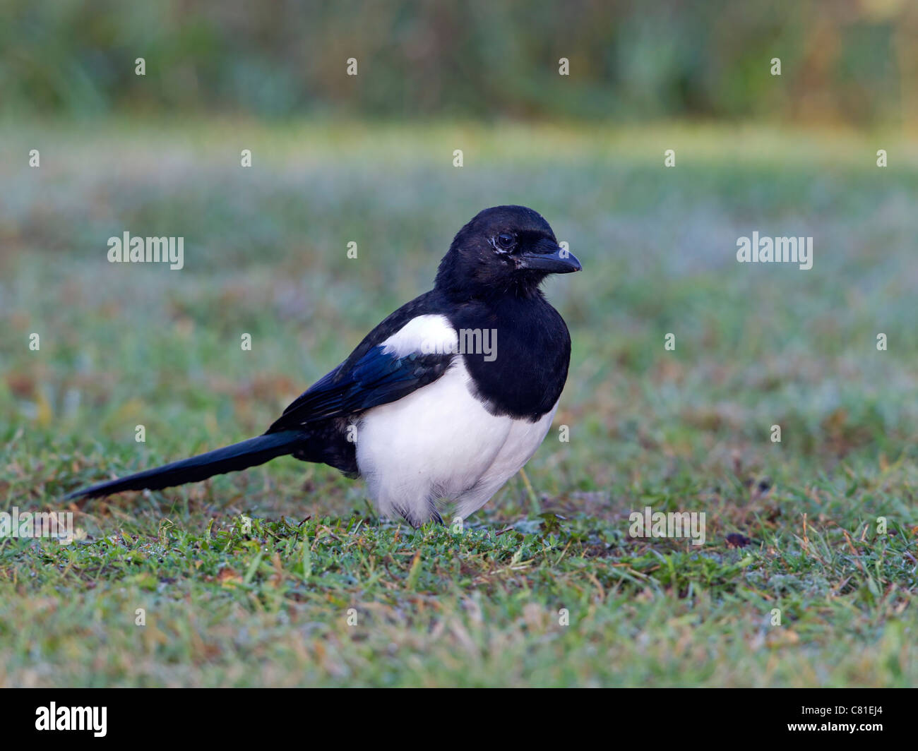 Europäische Elster stehend Stockfoto
