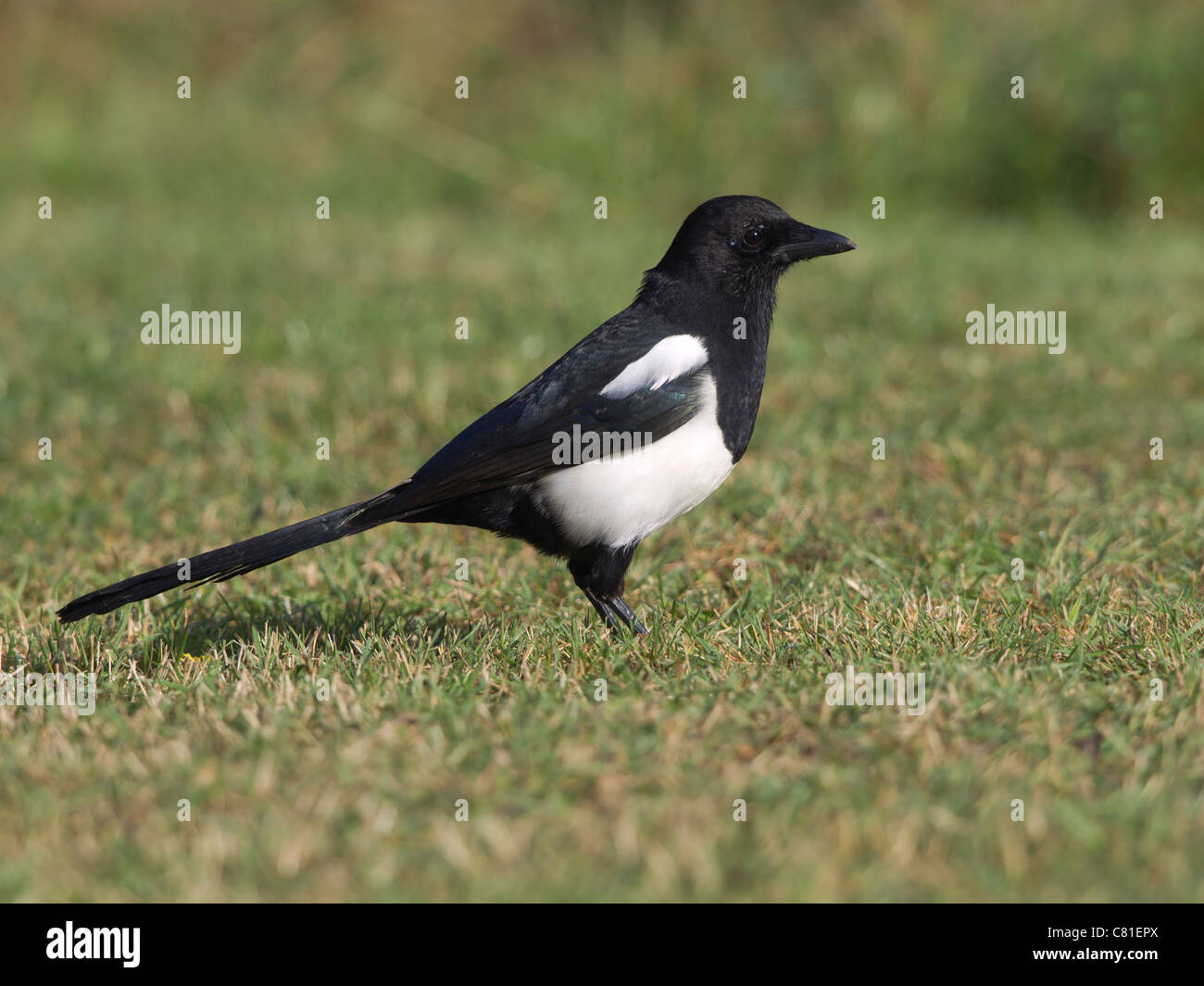 Europäische Elster stehend Stockfoto