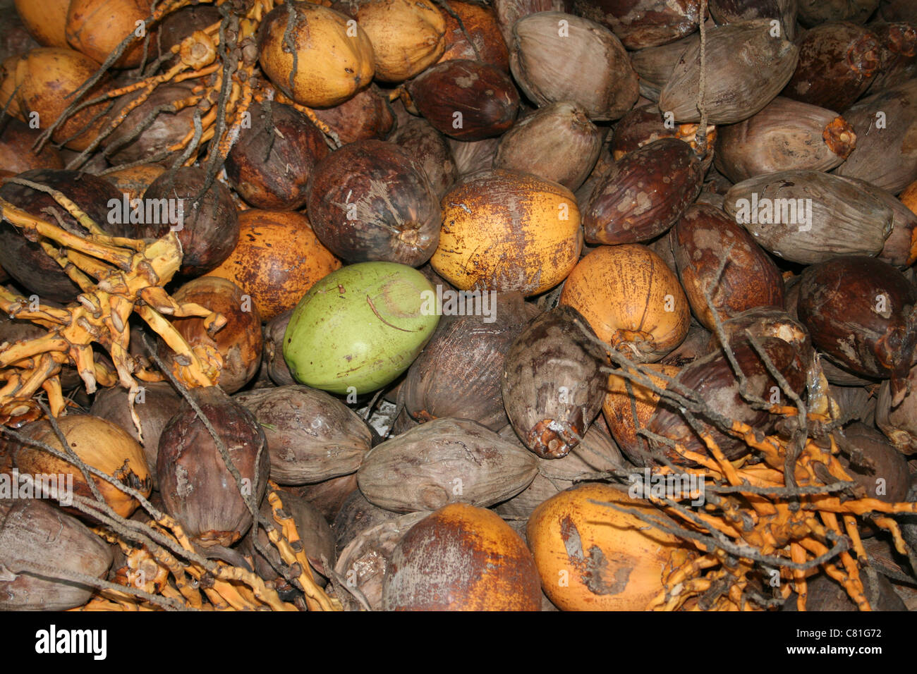 Haufen von gefallenen Kokosnuss Früchte Stockfoto