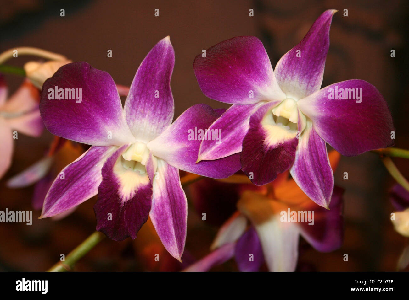 Tropische Orchideen, Indonesien Stockfoto