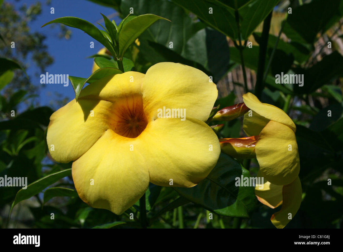 Tropische gelbe Blüten auf einem Strauch In Ost-Java Stockfoto