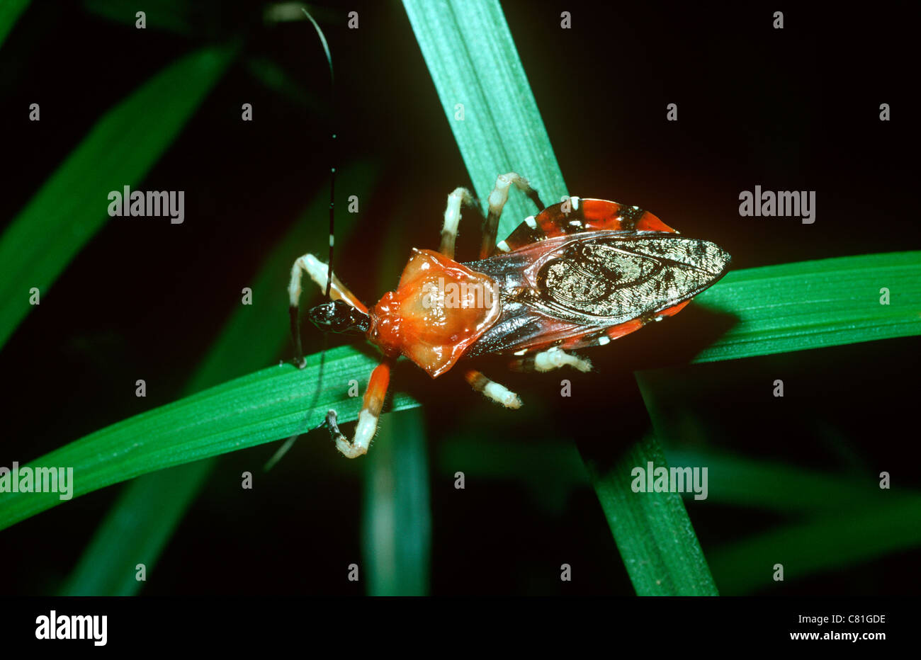 Assassin-Bug (Panthous SP.: Reduviidae) im Regenwald, Sumatra Stockfoto