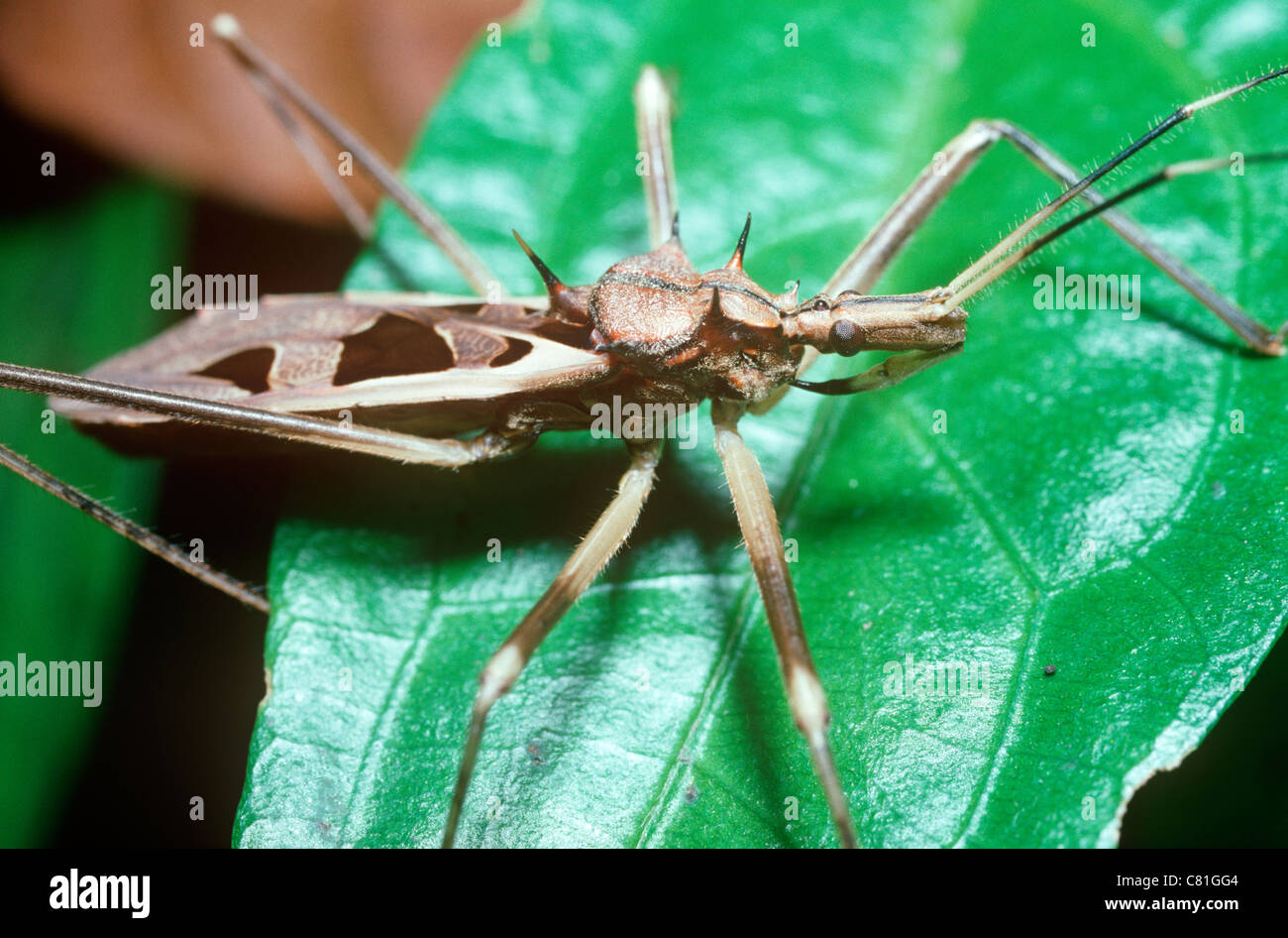 Assassin-Bug (Canthesancus Gulo: Reduviidae) im Regenwald, Sumatra Stockfoto