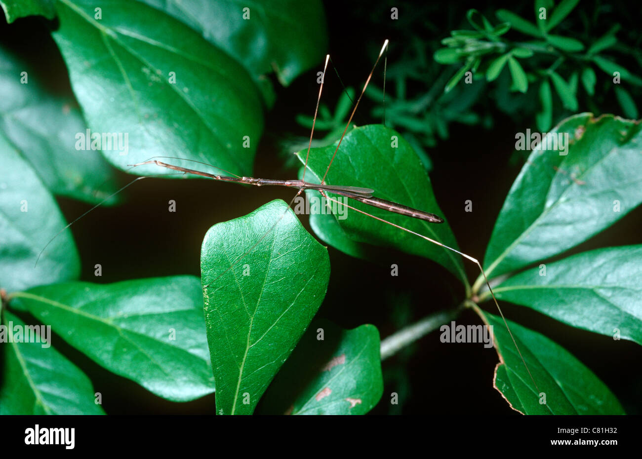 Thread-beinigen Assassin Bug (Emesaya Brevipennis: Reduviidae) ähnelt einen Stock, S. Carolina, USA Stockfoto