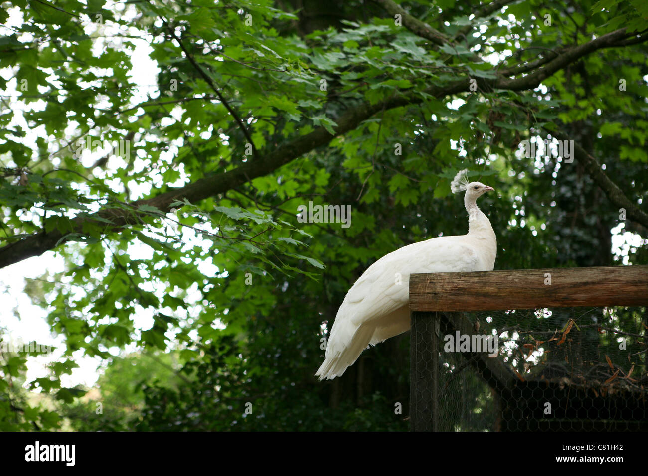 Pavo cristatus - weißer Pfau / Pfau auf einem Rahmen sitzend, grün belaubter Hintergrund. Stockfoto