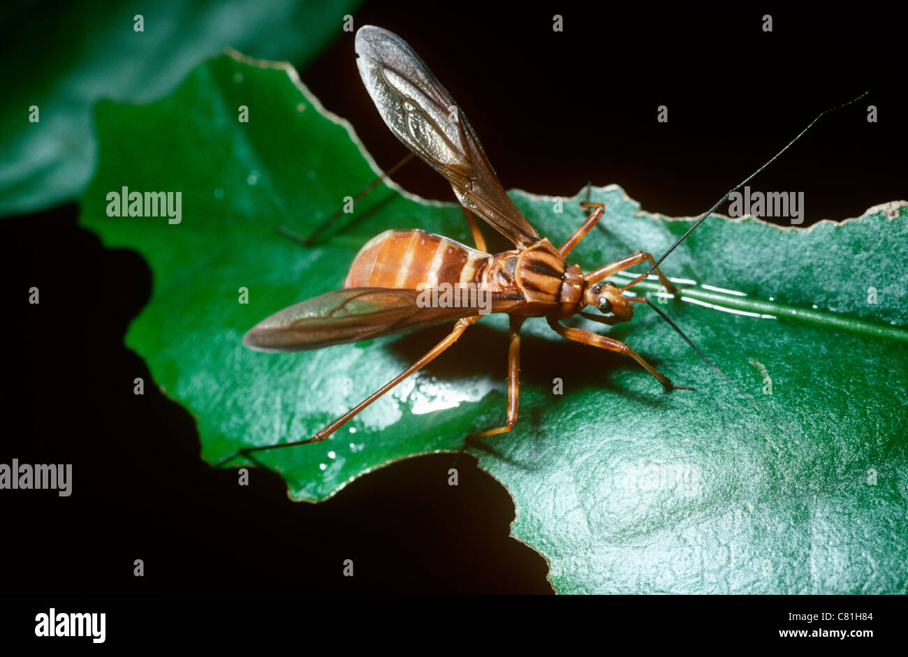 Assassin-Bug (Sphodrolestes SP.: Reduviidae), das ist eine hervorragende Imitation eine Polistine soziale Wespe, Amazonas Regenwald, Brasilien Stockfoto