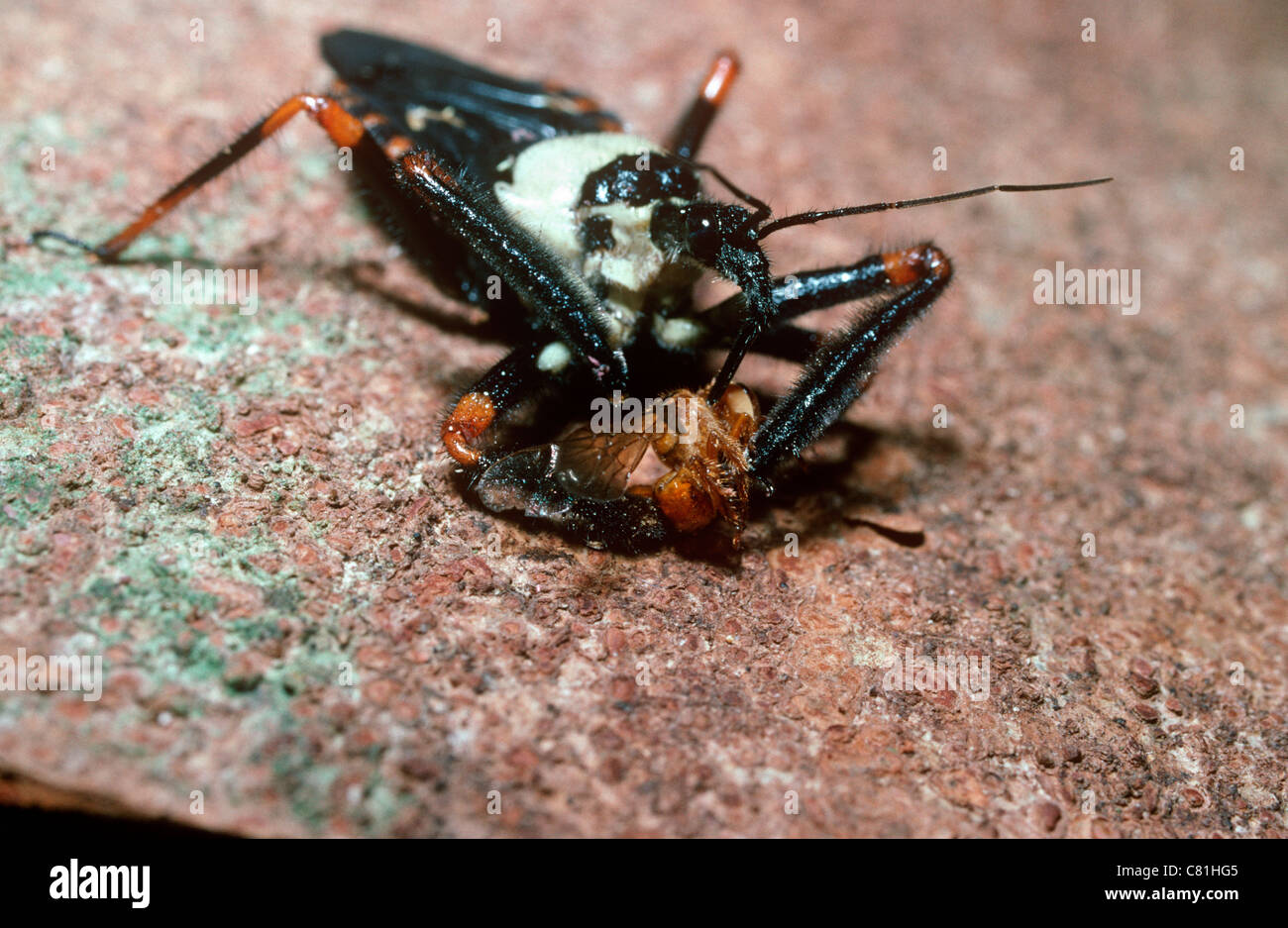 Assassin-Bug (Apiomerus Elegans: Reduviidae) Fütterung auf eine stachellose Biene im Regenwald, Brasilien Stockfoto