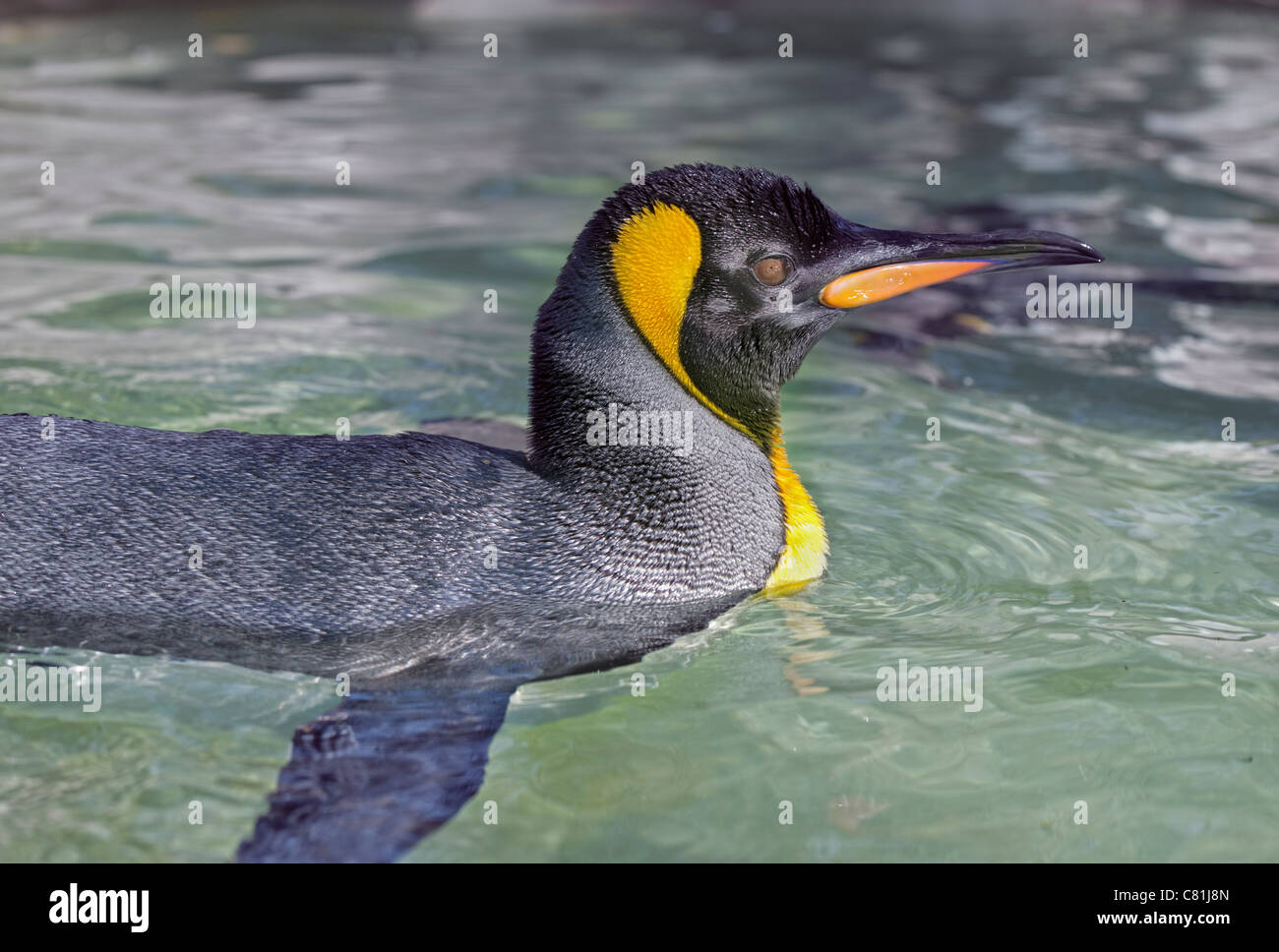 King Penguin (Aptenodytes Patagonicus) schwimmen Stockfoto