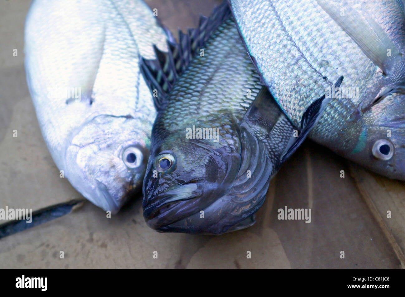 Schwarzen Meer Bass (Centropristis Striata) im Zentrum und zwei Porgy Fische (Sparidae). Stockfoto