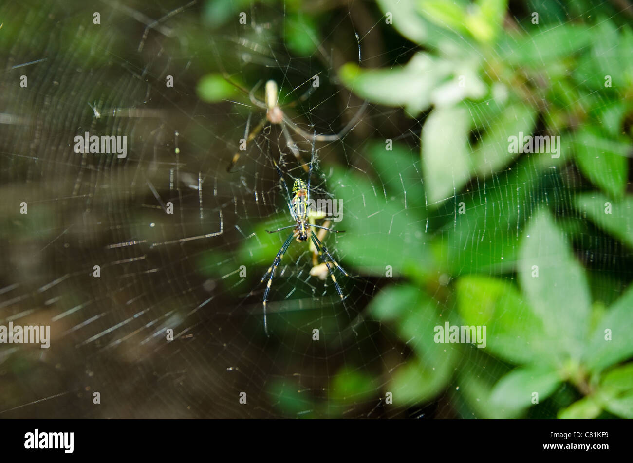 Weibliche und männliche eines goldenen Seide orb - Weber, nephila clavata auf dem Net Stockfoto