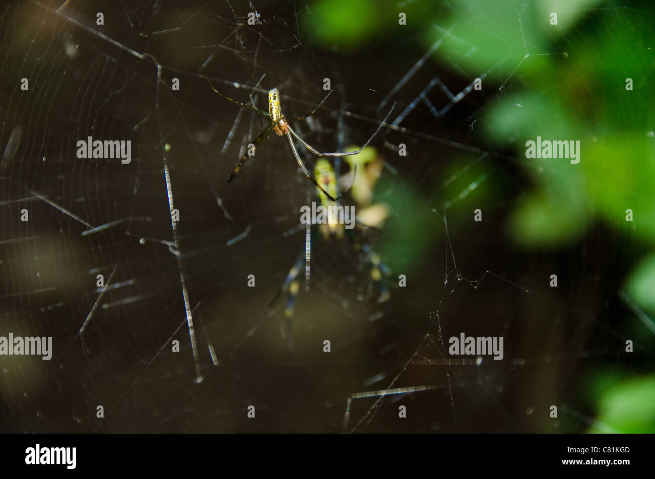 Männliche eines goldenen Seide orb - Weber, nephila clavata auf dem Net Stockfoto