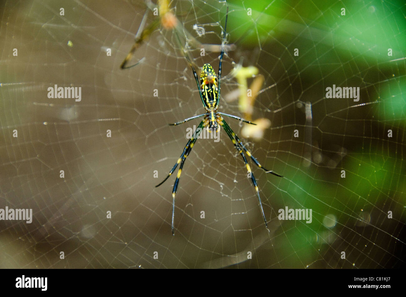 Weibchen von einem goldenen Seide orb - Weber, nephila clavata auf dem Net Stockfoto