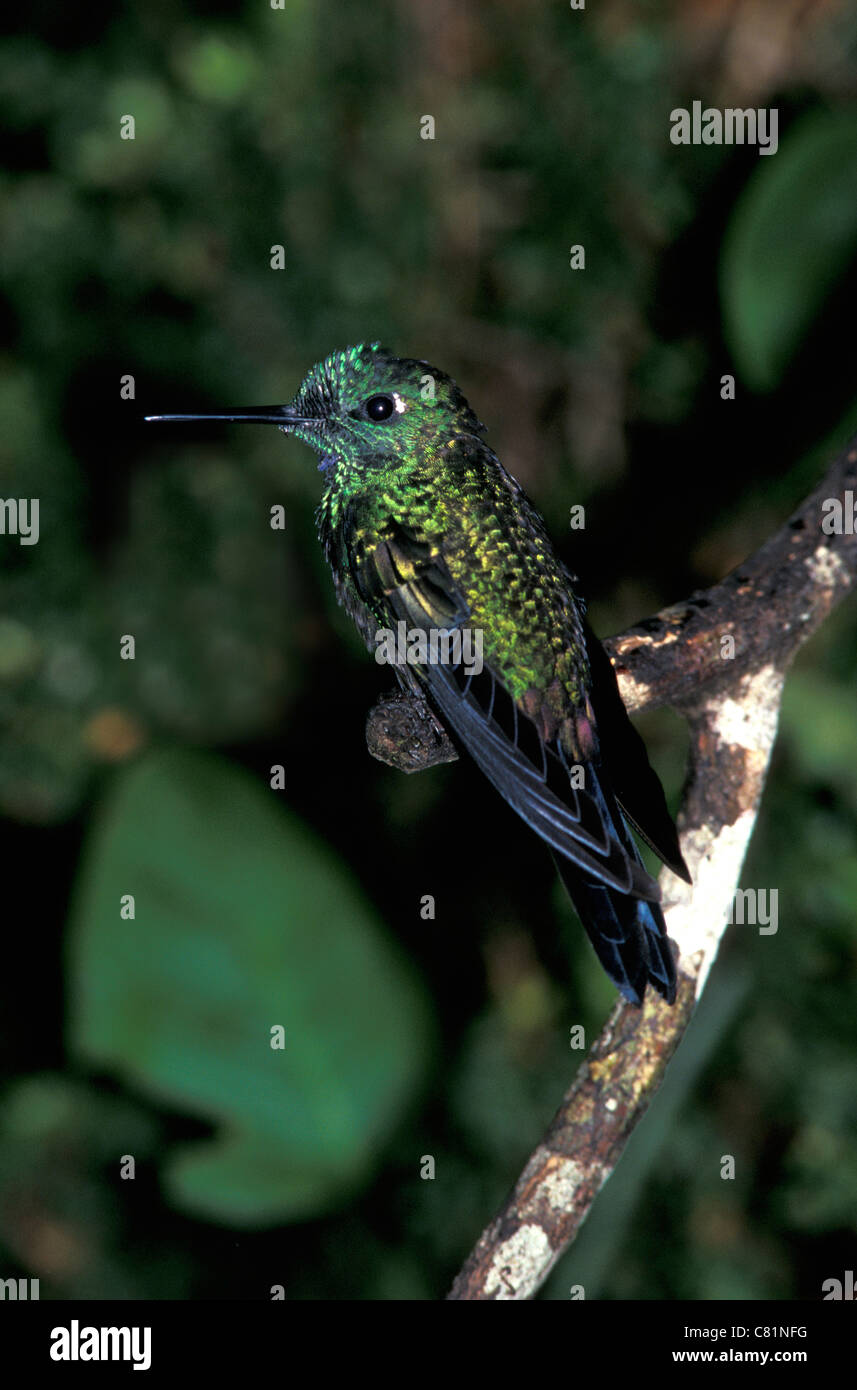 Violette Fronted brillante Kolibri Heliodoxa Leadbeateri Monteverde Cloud Stockfoto