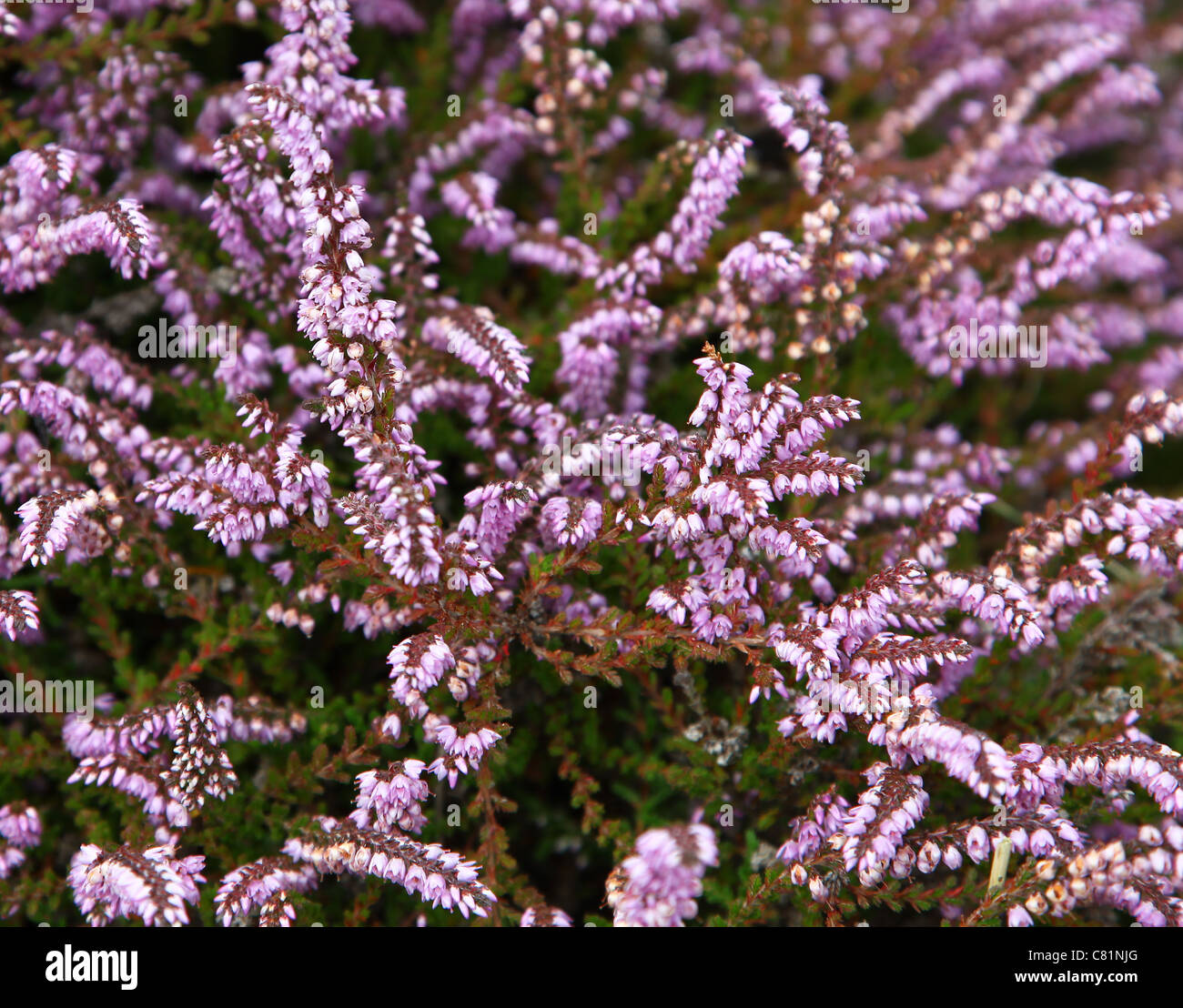 Die violetten Blüten des gemeinsamen Heather oder Ling (Calluna Vulgaris) Stockfoto