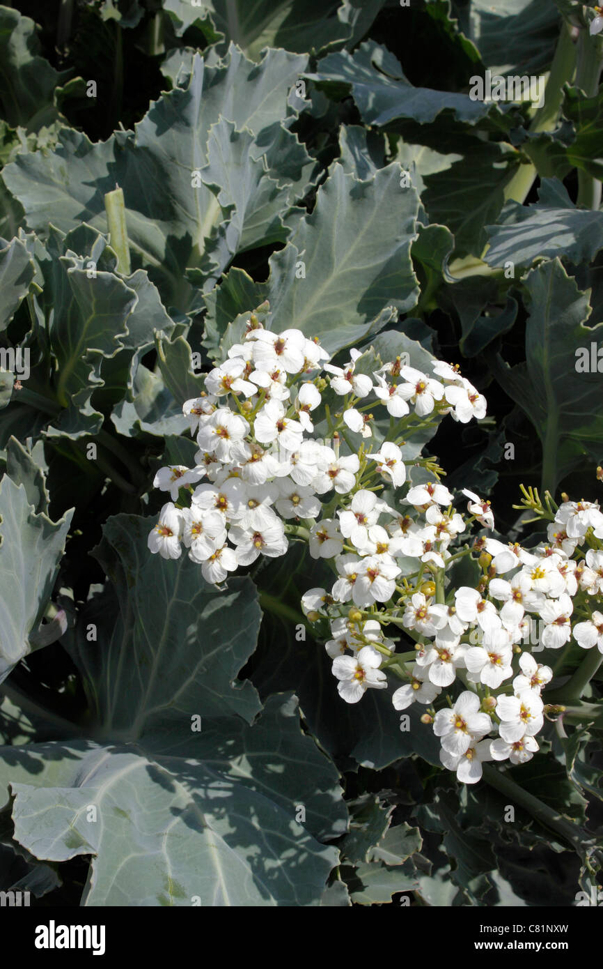 DIE BLÜTEN DER CRAMBE MARITIMA. SEAKALE. VEREINIGTES KÖNIGREICH. Stockfoto