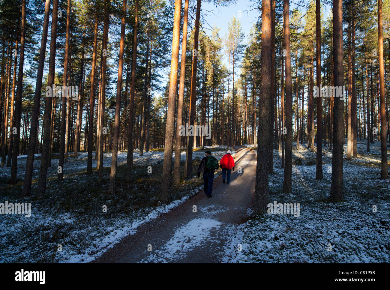 Ältere Paare wandern im Pinie Taiga Wald, Finnland Stockfoto