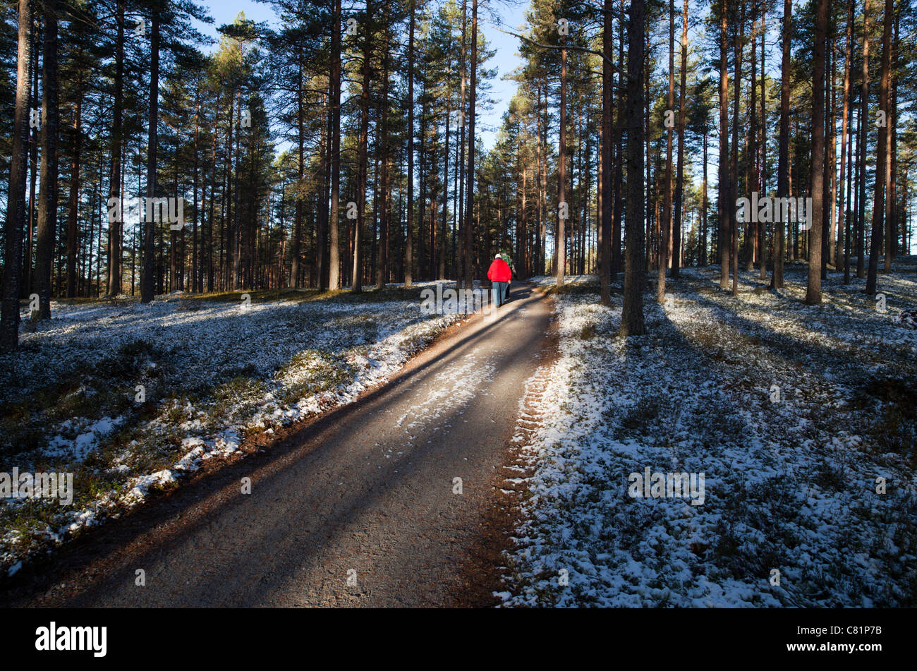Ältere Paare wandern im Taiga-Wald, Finnland Stockfoto