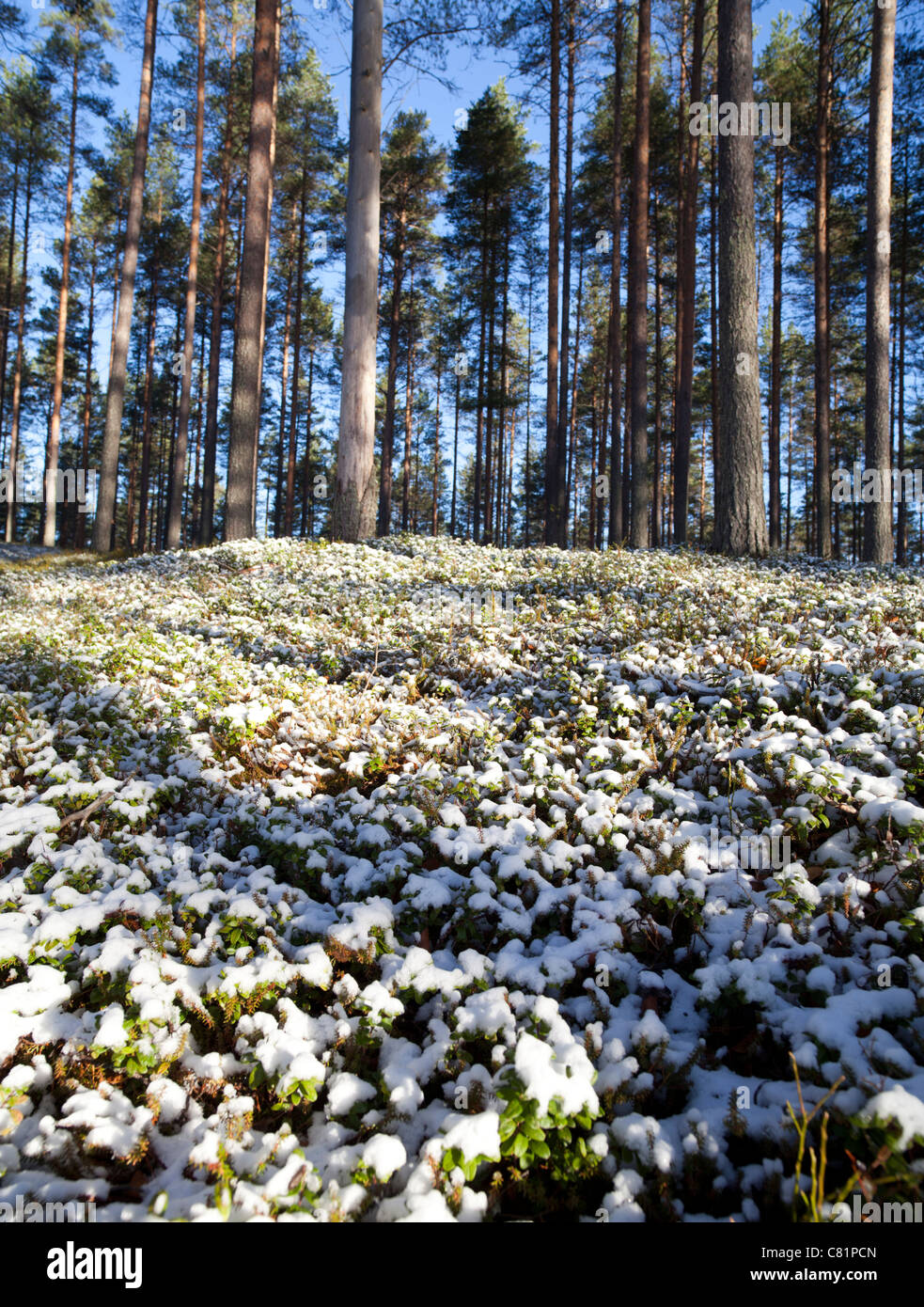 Schneebedeckte Preiselbeeren ( Vaccinium vitis-idaea ) in einem typischen Wachstumsraum im Taiga-Wald, Finnland Stockfoto