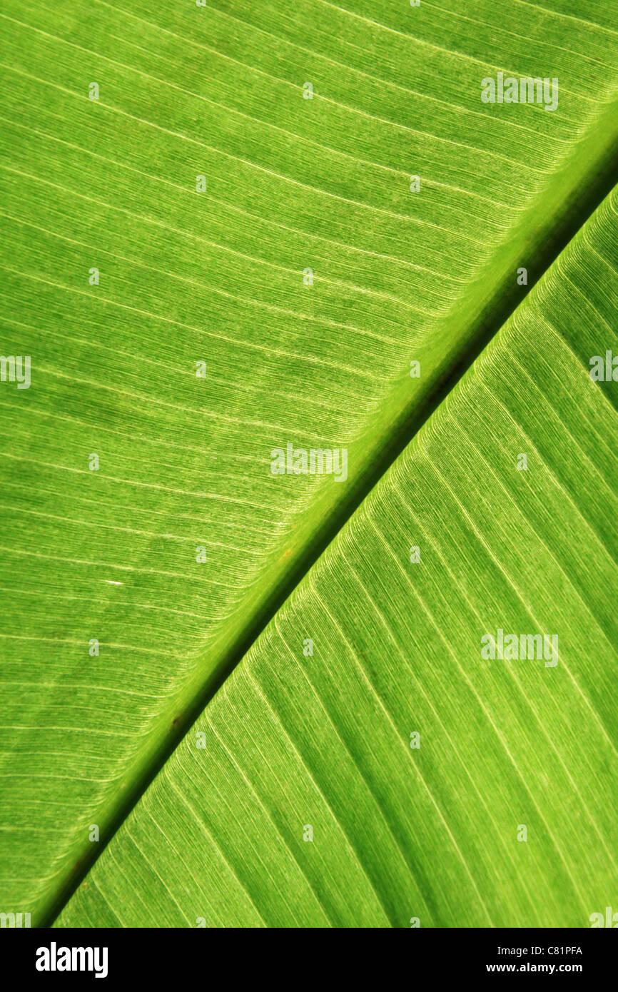 grüne Banane Blatt Detail mit Mittelrippe Stockfoto