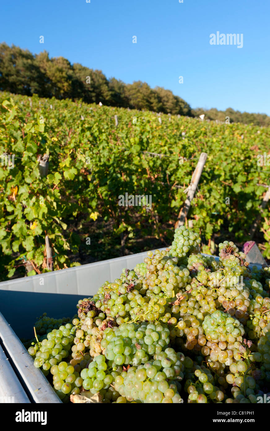 Weinberge oberhalb Dorf von Bernkastel-Kues zur Erntezeit im Moseltal in Deutschland Stockfoto