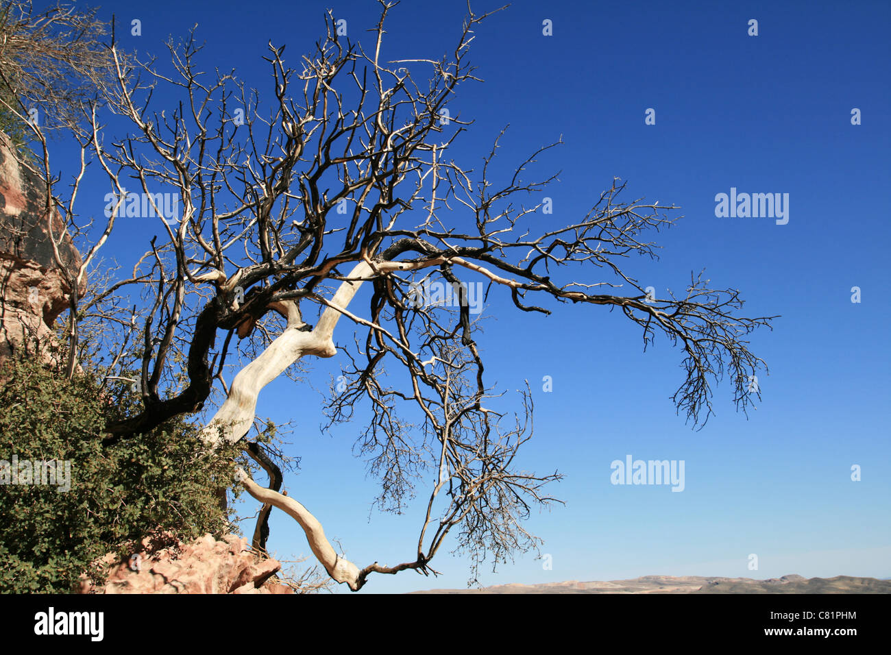 Toten verbrannten Baum auf der Seite eine Sandstein-Felsen in der Wüste Stockfoto