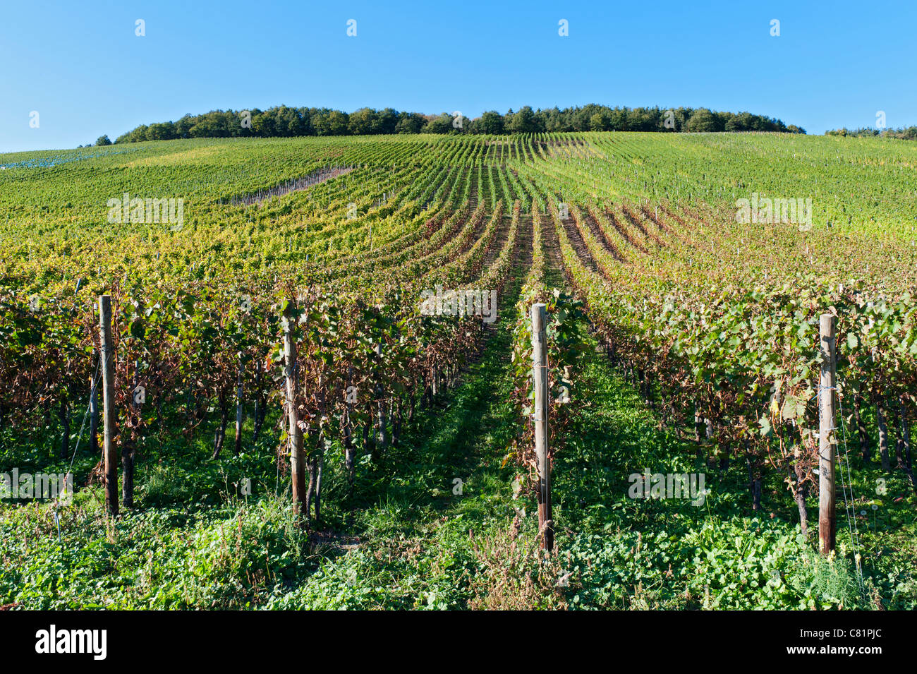 Weinberge oberhalb Dorf von Bernkastel-Kues zur Erntezeit im Moseltal in Deutschland Stockfoto