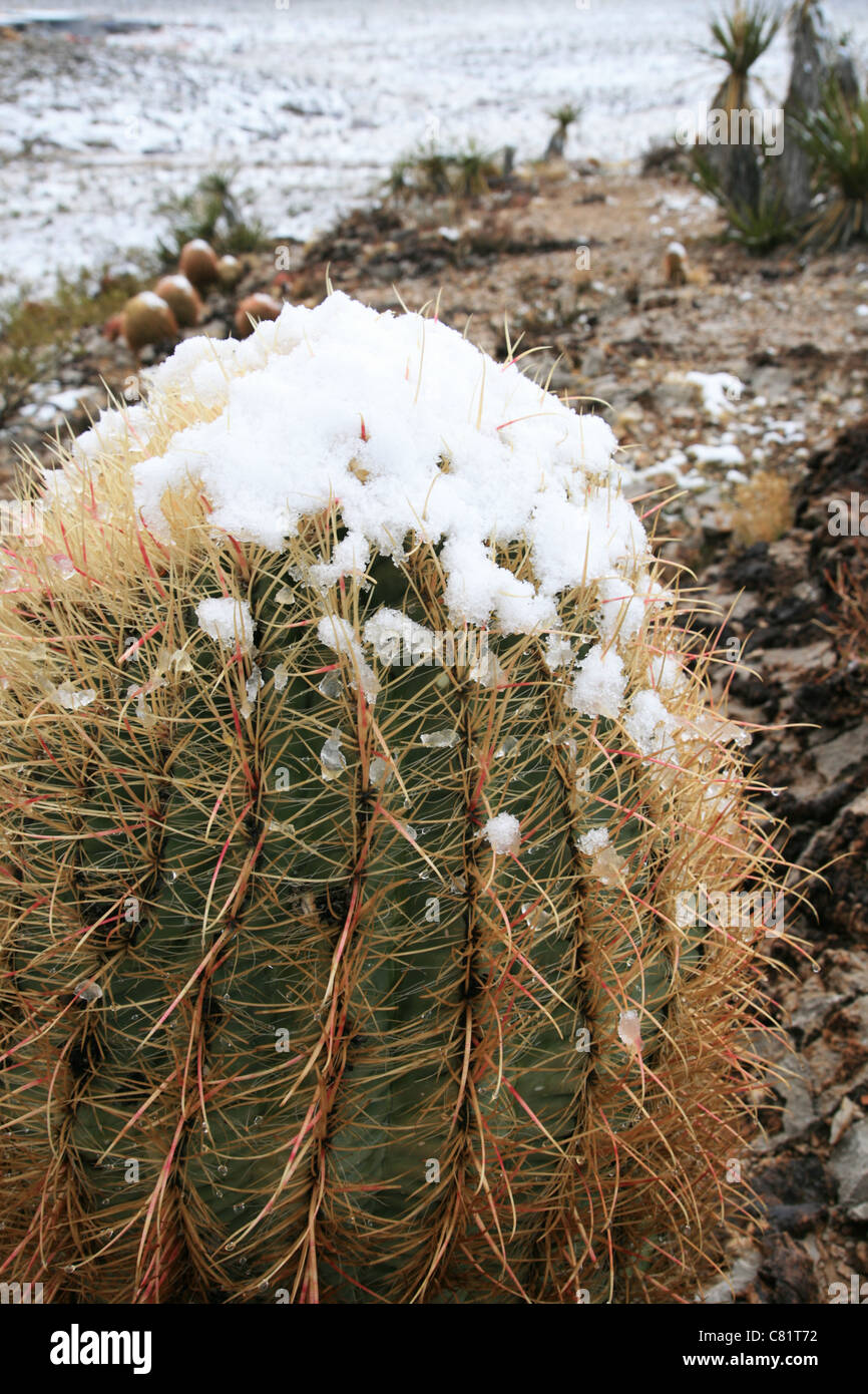 Winter in der Wüste mit einem verschneiten Barrel cactus Stockfoto