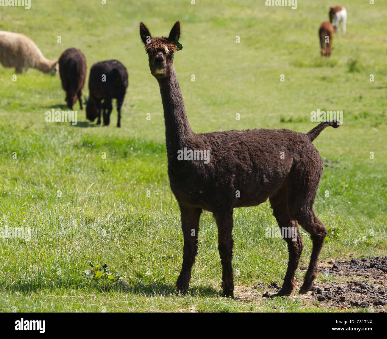 Dunkle Schokolade Alpaka auf eine Dorset Bauernhof UK Stockfoto