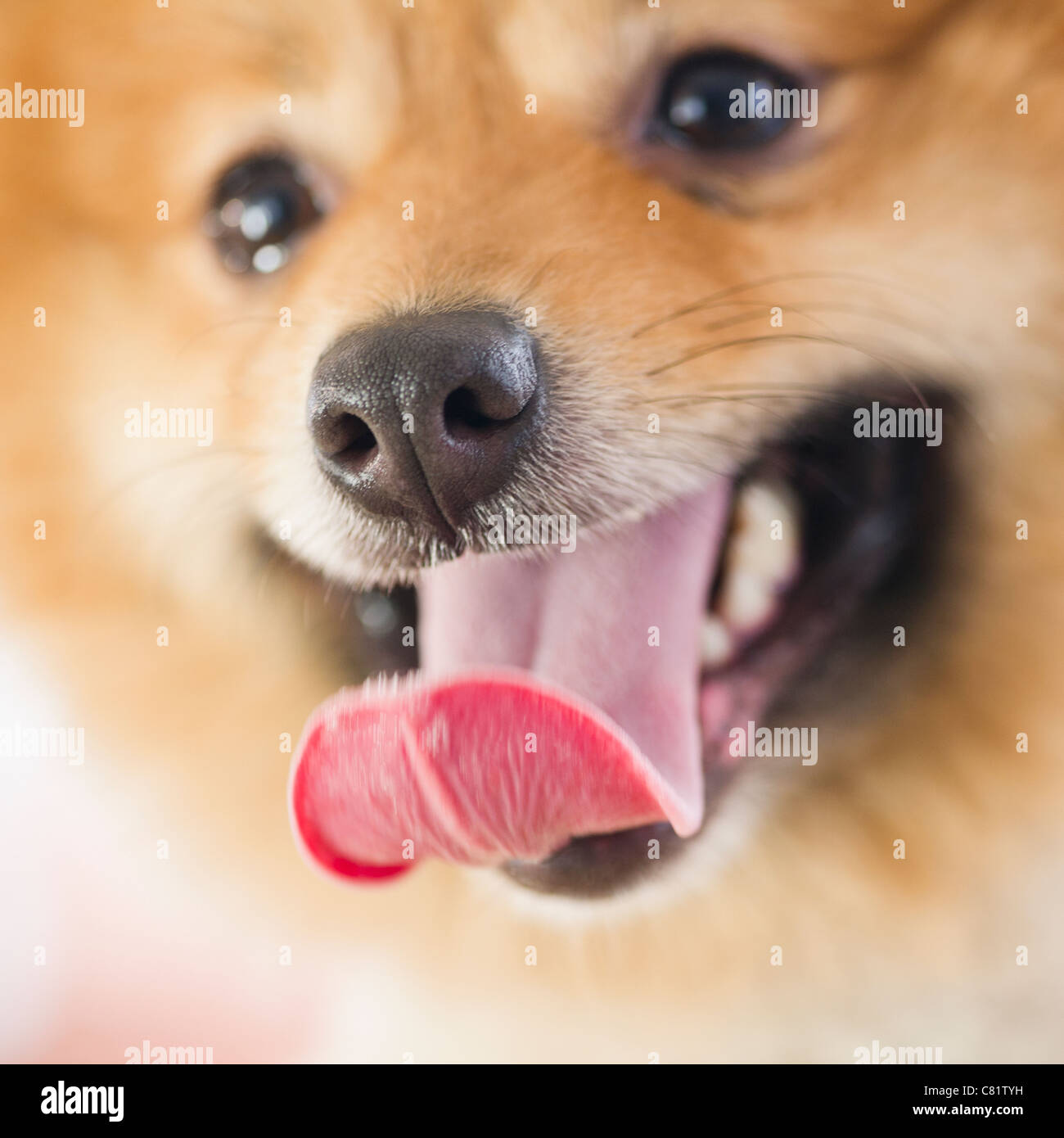 Nahaufnahme eines Pommerschen Hund Gesicht Stockfoto