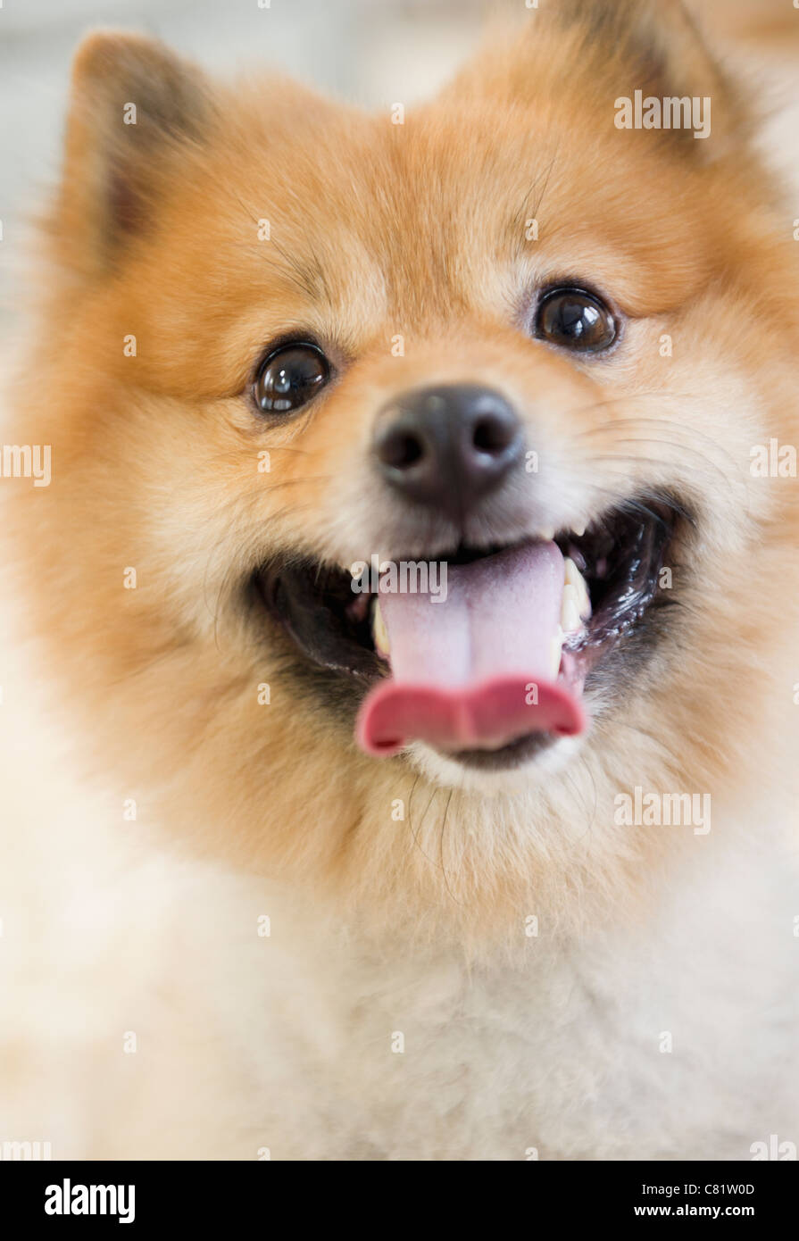Nahaufnahme eines Pommerschen Hund Gesicht Stockfoto