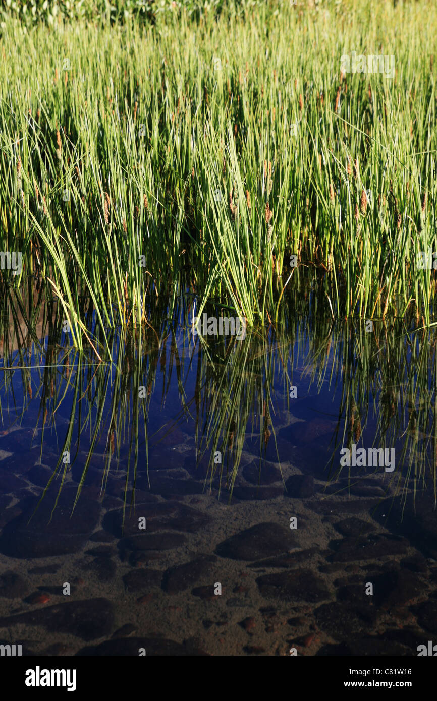 vertikales Bild von klaren Teich mit grünen Blätter und Reflexion Stockfoto