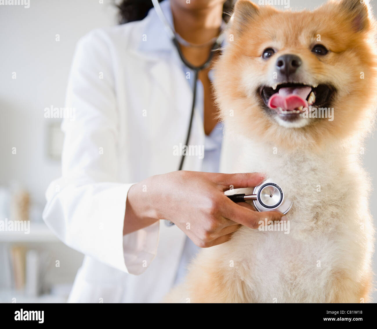 Gemischte Rassen Tierarzt Pommerschen Hund Herzschlag hören Stockfoto