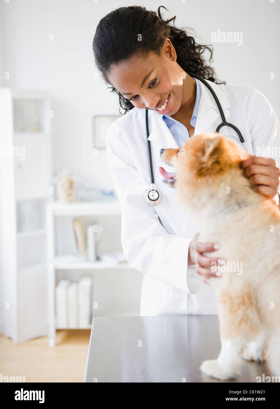 Gemischte Rassen Tierarzt untersuchen Pommerschen Hund Stockfoto